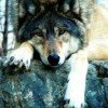 vesta-wolf