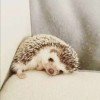 just-a-hedgehog