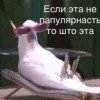 dazai-copy