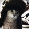 linaaswqf