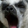 wolf2601