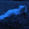 white-cotik-9099