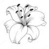 white-lilie