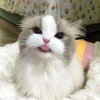 sann1cute