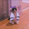 cat-sneg