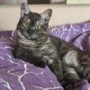 angelina-77719