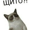crazy-krippi