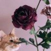 nastyabook57