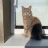cat-cute1