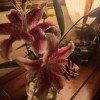 iris-1075