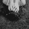 olesay-tsvirko