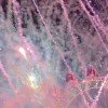 pinklily-075