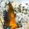 black-pearl-88
