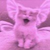 julia-cat00