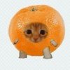 mandarinchiks