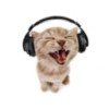 kittywv