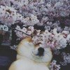 lili-simple