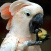 beautifulcockatoo