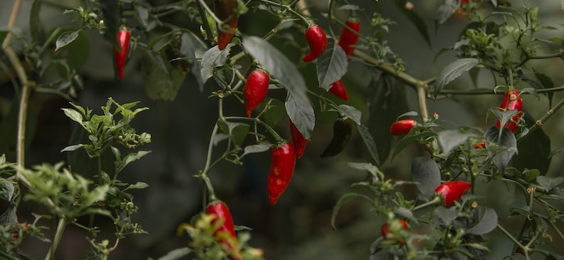 Таитянское яблоко: описание продукта, польза и вред, применение и возможности для похудения Таитянское яблоко: описание продукта, польза и вред, применение и возможности для похудения